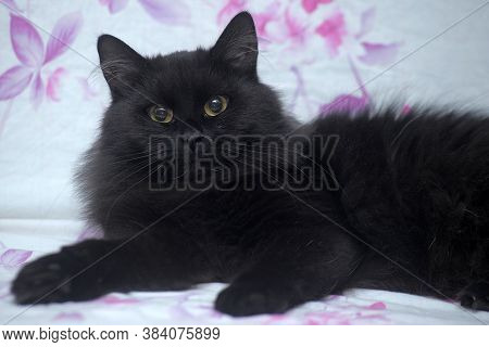 Furry Black Cat, Tiffany Indoor Close Up