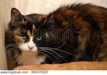 Beautiful Fluffy Fat Three-colored Cat