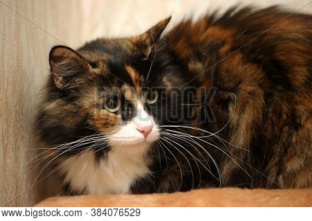 Beautiful Fluffy Fat Three-colored Cat