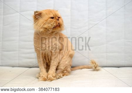 Sheared Red Persian Cat  Indoor Photo Close Up