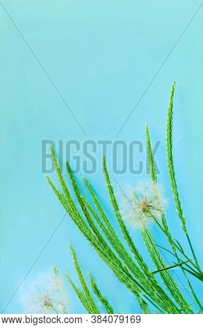 Creative Concept With Green Spikes And White Dandelion Inflorescences On Blue Background. Close-up, 