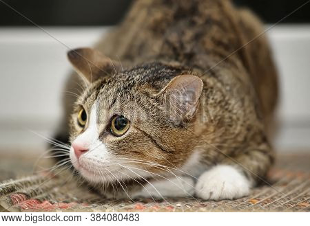 Frightened Tabby Cat