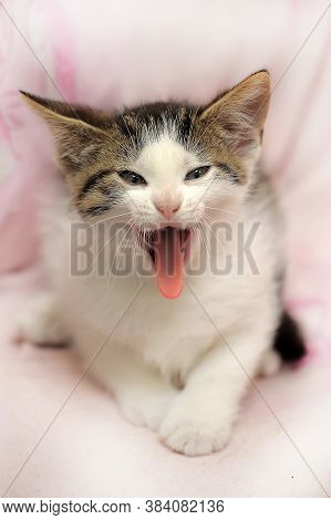 Funny Kitten Yawns  Photo Close Up Portrait