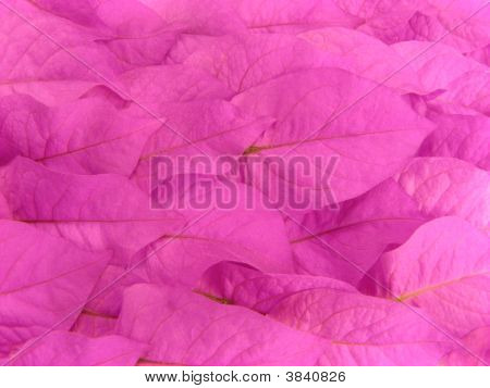 Foglie rosa