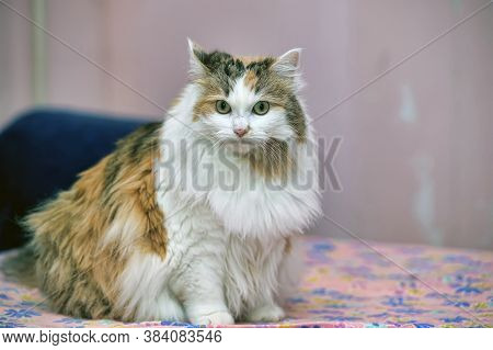 Beautiful Fluffy Fat Tricolor Cat Close Up