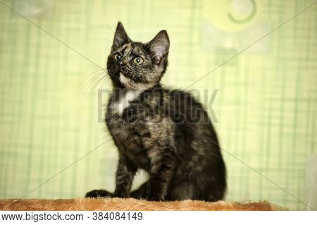 Tortie Kitten On A Green Background Close Up