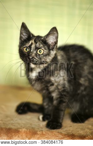Tortie Kitten On A Green Background Close Up