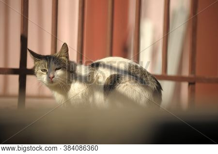 Homeless Cat On The Street Close Up