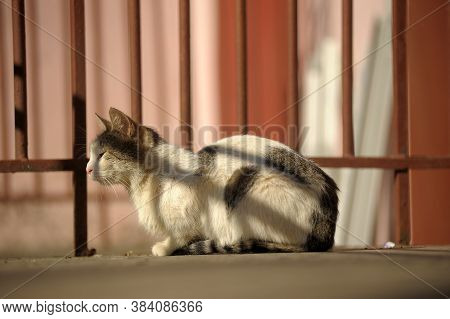 Homeless Cat On The Street  Close Up