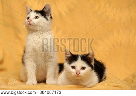 Two Cute Black With White Kitten Close Up