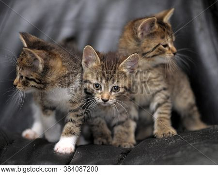 Three Striped Kittens On A Black Background