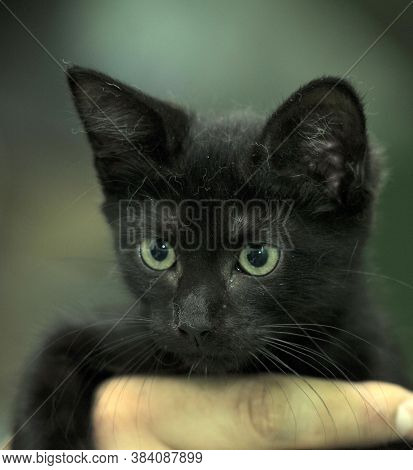 Black Kitty In Hand Close Up Portrait