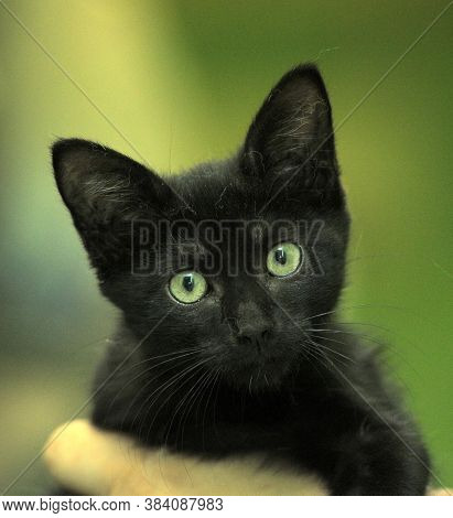 Black Kitty In Hand