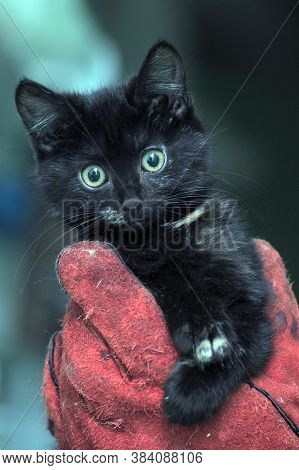 Black Kitty In Hand