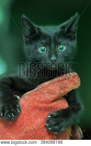 Black Kitty In Hand