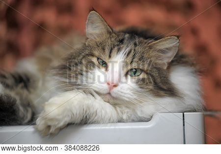 Male Cat In A Siberian Cattery Close Up