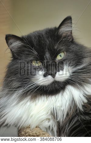 Portrait Of A White Fluffy Mustache Of A Fluffy Cat