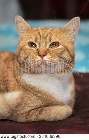 Plump Red Cat On Sofa Close Up