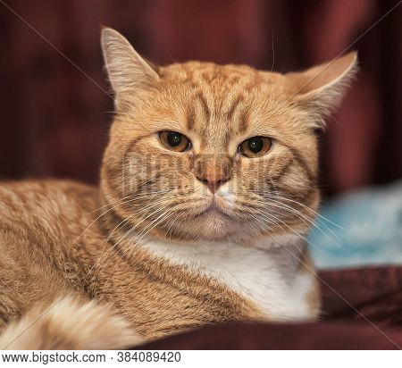 Plump Red Cat