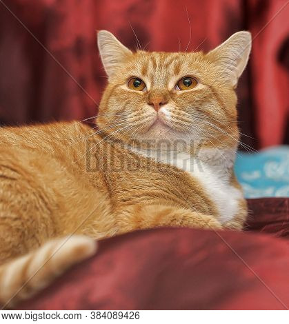 Close Up Photo Of Red British Cat With Orange Eyes.