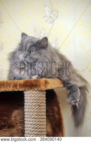 Beautiful Fluffy Cat In The Cattery Close Up