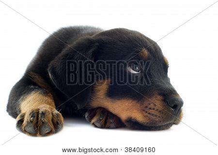 子犬のロットワイラー