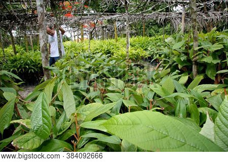 Porto Seguro, Bahia / Brazil - January 16, 2008: Cupuacu Tree Seedling Nursery On A Farm In The City