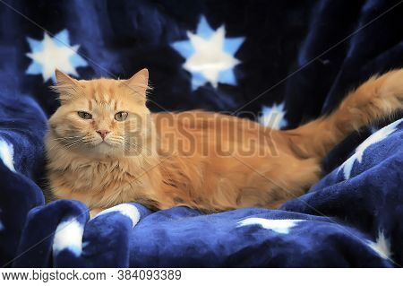 Fluffy Red Cat On A Blue Background