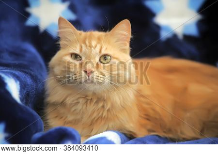 Fluffy Red Cat On A Blue Background