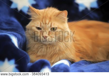 Fluffy Red Cat On A Blue Background