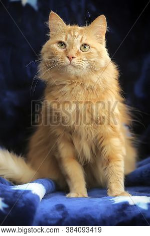 Fluffy Red Cat On A Blue Background