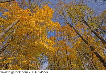Surrounded By The Autumn Colors In Ned Brown Preserve In Illinois