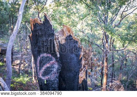 A Tree Stump Burnt By Bushfire In The Blue Mountains In New South Wales In Australia