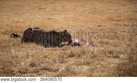 Cheetah, Guepard Eats Meat Carcass Is On The Wild Autumn, Winter Savannah. Wild Animals In Nature. W