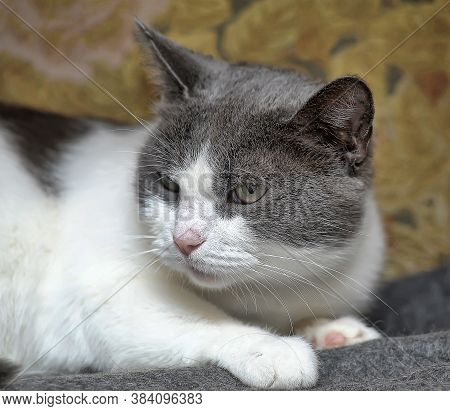 Gray With White Sad Cat