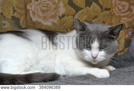 Gray With White Sad Cat