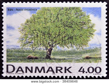 Dánsko - cca 1999: Razítka tisku v Dánsku ukazuje Fagus sylvatica cca 1999