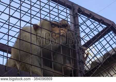 The Southern Pig-tailed Macaque (macaca Nemestrina). Animal In A Cage. The Monkey Is Lost In Thought
