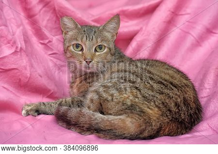 Striped Cat With A Clipped Ear
