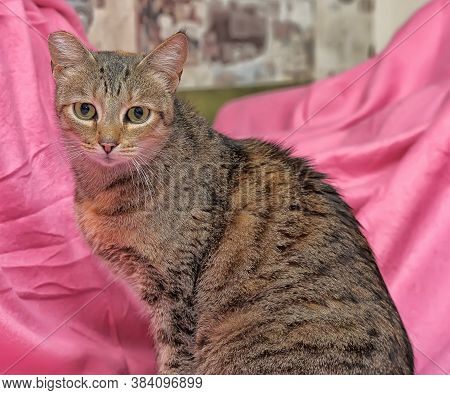 Striped Cat With A Clipped Ear