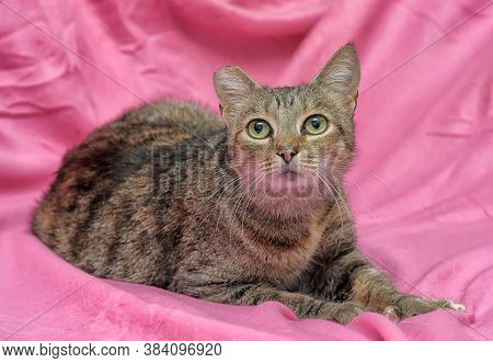 Striped Cat With A Clipped Ear