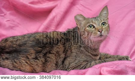 Striped Cat With A Clipped Ear