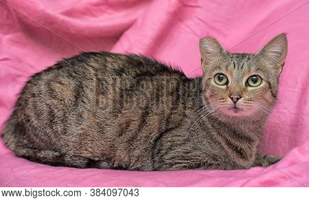 Striped Cat With A Clipped Ear