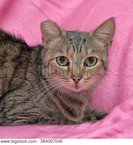 Striped Cat With A Clipped Ear