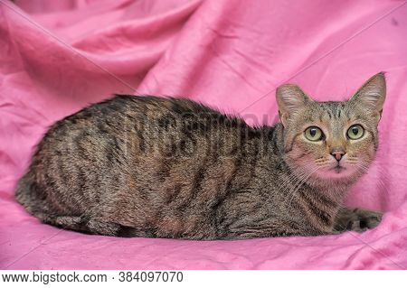 Striped Cat With A Clipped Ear
