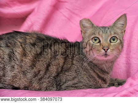 Striped Cat With A Clipped Ear