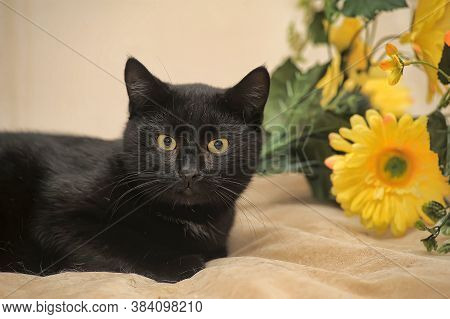 Black Cat And Yellow Flower Close Up