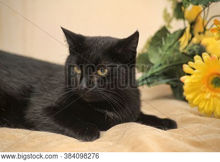 Black Cat And Yellow Flower