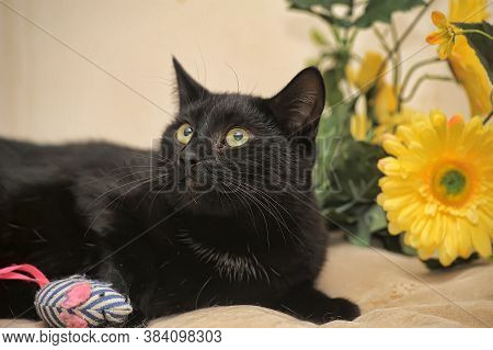 Black Cat And Yellow Flower