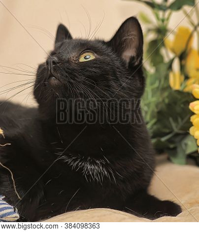 Black Cat And Yellow Flower